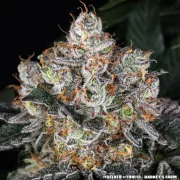 GELATO STRAIN