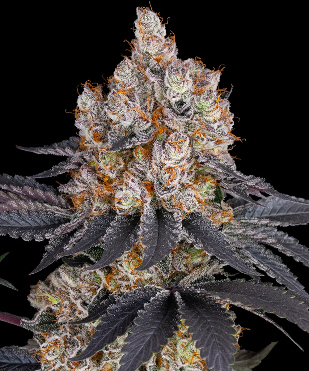 GELATO STRAIN – Barneys Farm – Feminized