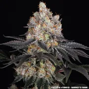 GELATO STRAIN