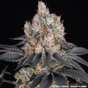 GELATO STRAIN