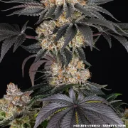 GELATO STRAIN