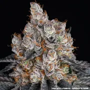 GELATO STRAIN