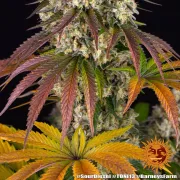 Sour Diesel – Barneys Farm – Feminized