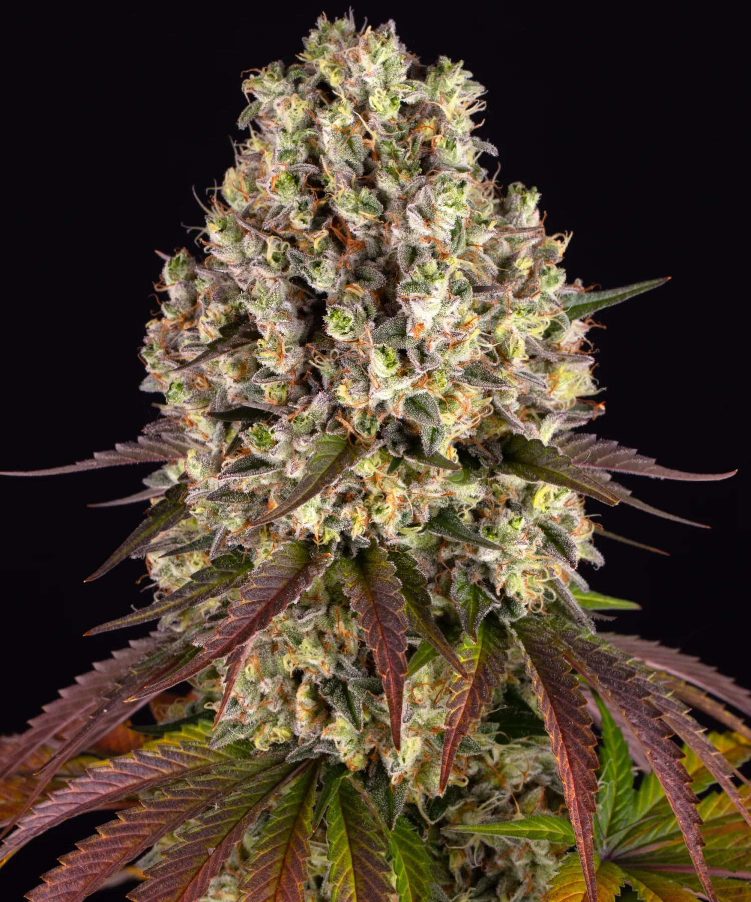 Sour Diesel – Barneys Farm – Feminized