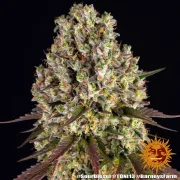Sour Diesel – Barneys Farm – Feminized