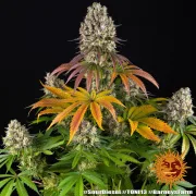 Sour Diesel – Barneys Farm – Feminized