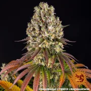 Sour Diesel – Barneys Farm – Feminized