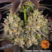 OG Kush – Barneys Farm – Feminized