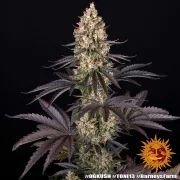OG Kush – Barneys Farm – Feminized