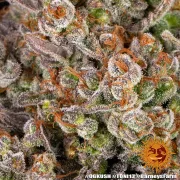 OG Kush – Barneys Farm – Feminized