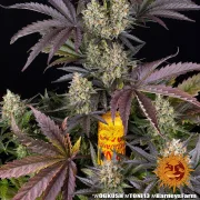 OG Kush – Barneys Farm – Feminized
