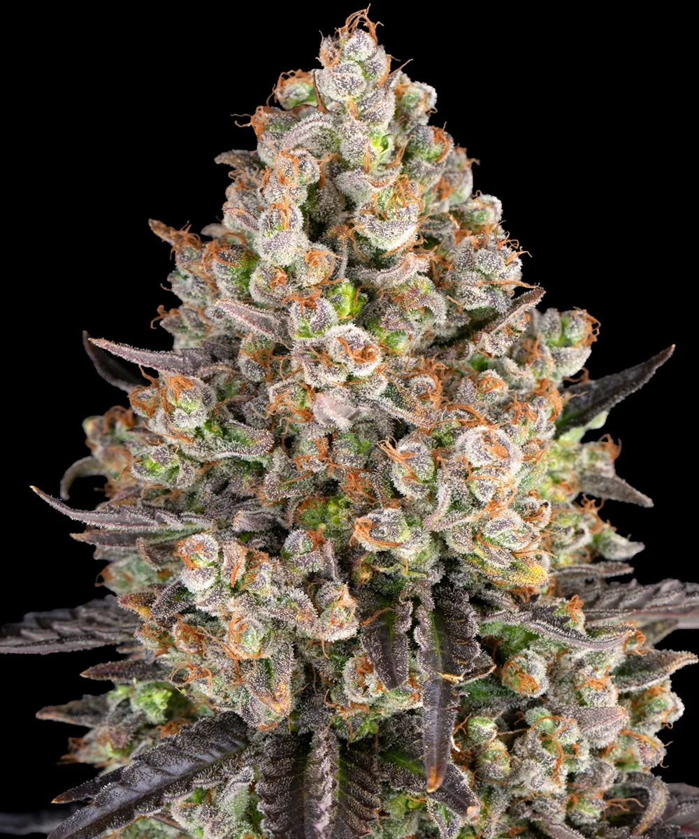 OG Kush – Barneys Farm – Feminized