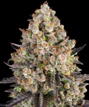 OG Kush – Barneys Farm – Feminized