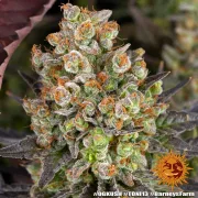 OG Kush