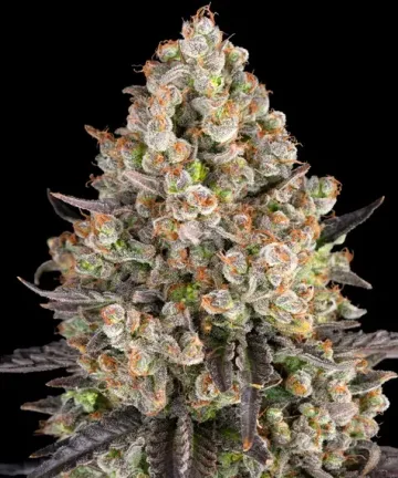 OG Kush – Barneys Farm – feminized
