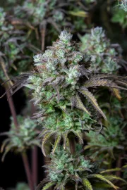 Big Bud Auto