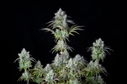 Big Bud Auto