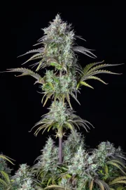 Big Bud Auto