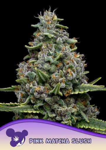 Pink Matcha Slush – Anesia Seeds – feminized