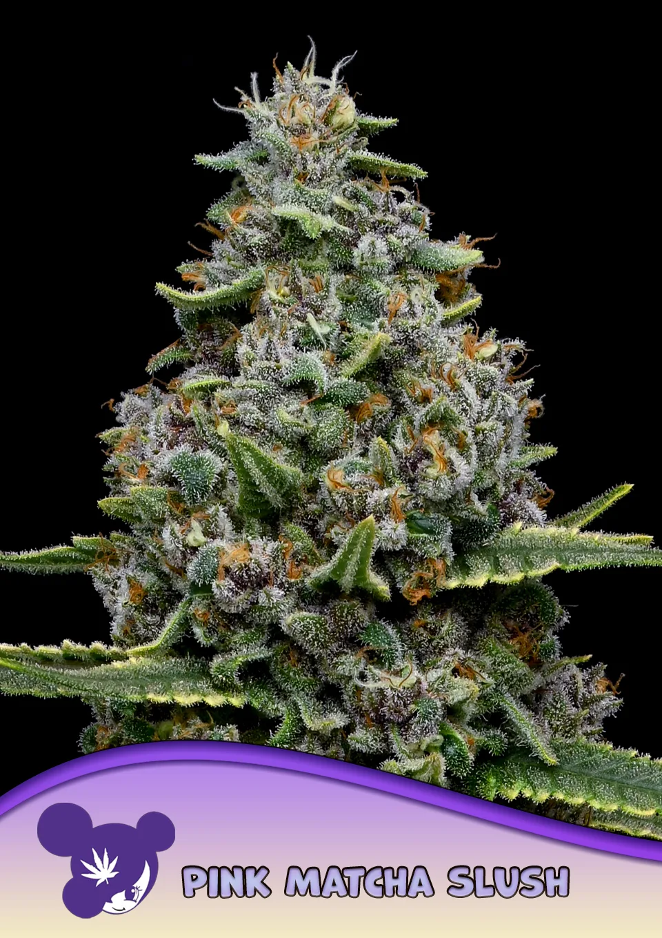 Pink Matcha Slush – Anesia Seeds – feminized