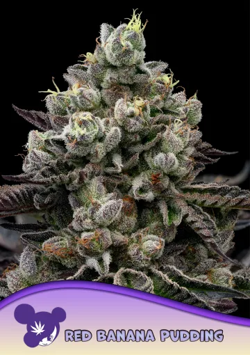 Red Banana Pudding – Anesia Seeds – feminized