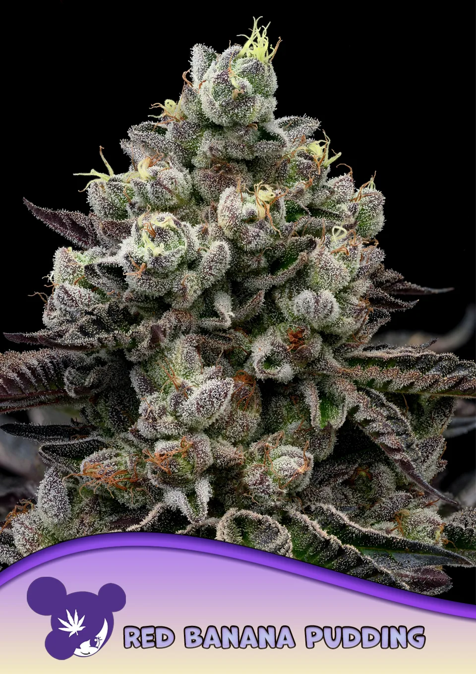 Red Banana Pudding – Anesia Seeds – feminized