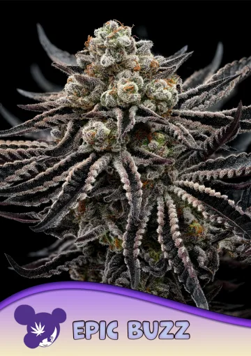 Epic Buzz – Anesia Seeds – feminized