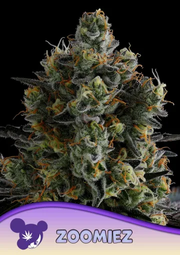 Zoomiez – Anesia Seeds – feminized