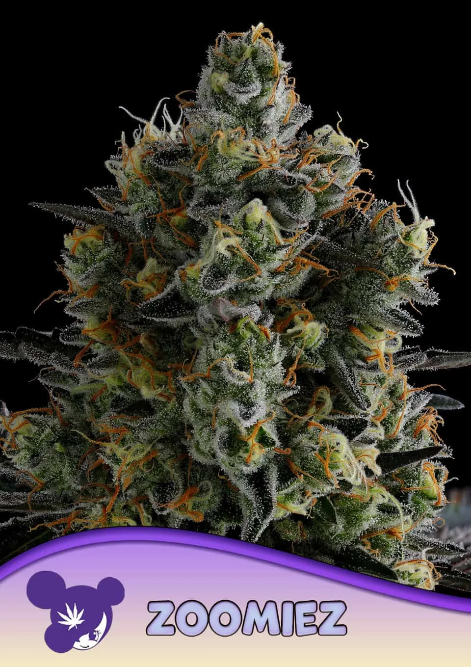 Zoomiez – Anesia Seeds – feminized