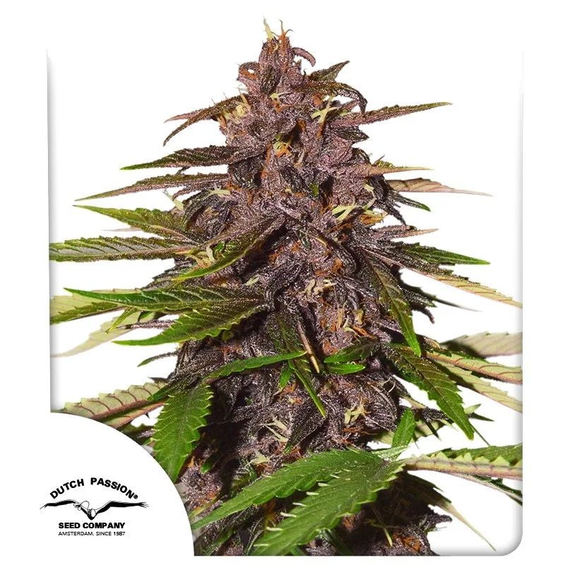 Auto Forbidden Cherry – Dutch Passion – autoflowering