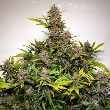 Auto Forbidden Cherry – Dutch Passion – autoflowering