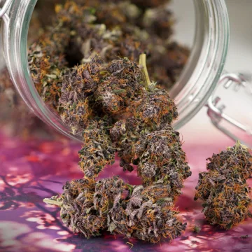 Auto Forbidden Cherry – Dutch Passion – autoflowering