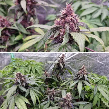 Auto Forbidden Cherry – Dutch Passion – autoflowering