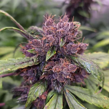 Auto Forbidden Cherry – Dutch Passion – autoflowering