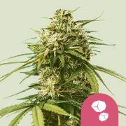 Gushers – Royal Queen Seeds – Feminized