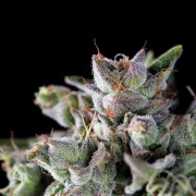 Gorila – Pyramid Seeds – Feminized