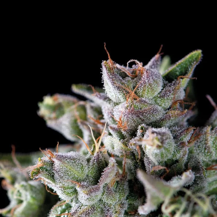 Gorila – Pyramid Seeds – Feminized