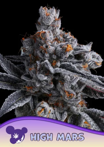 High MARS – Anesia Seeds – feminized