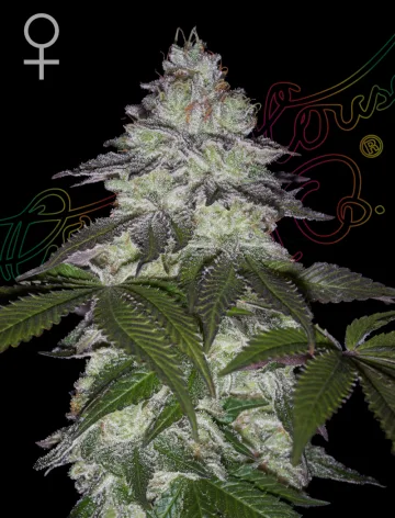 MILKY DREAMS – Greenhouse Seed Co – feminized
