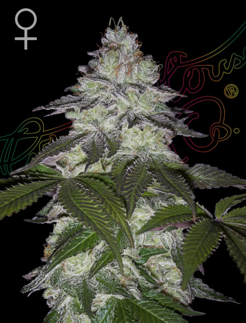 MILKY DREAMS – Greenhouse Seed Co – feminized