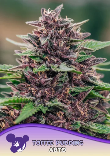 Toffee Pudding Auto – Anesia Seeds – autoflowering