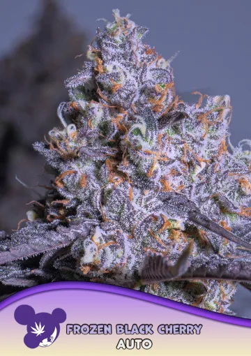 Frozen Black Cherry Auto – Anesia Seeds – autoflowering