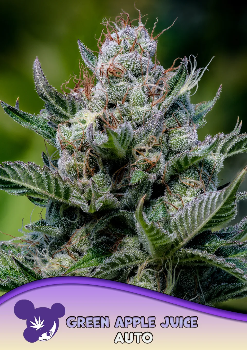 Green Apple Juice Auto – Anesia Seeds – autoflowering
