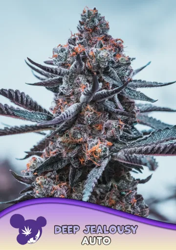 Deep Jealousy Auto – Anesia Seeds – autoflowering