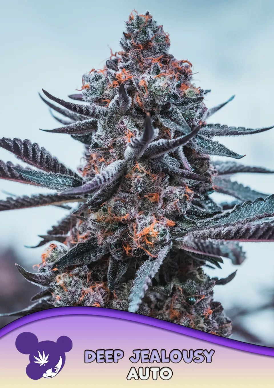 Deep Jealousy Auto – Anesia Seeds – autoflowering