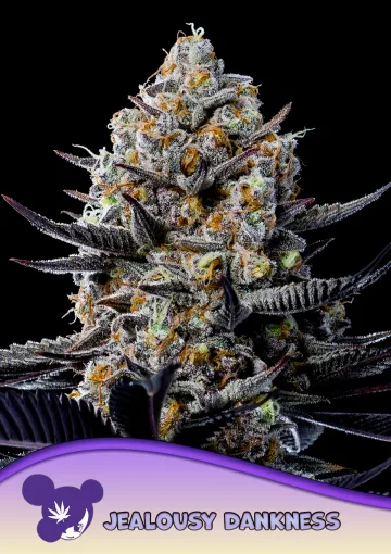 Jealousy Dankness – Anesia Seeds – feminized