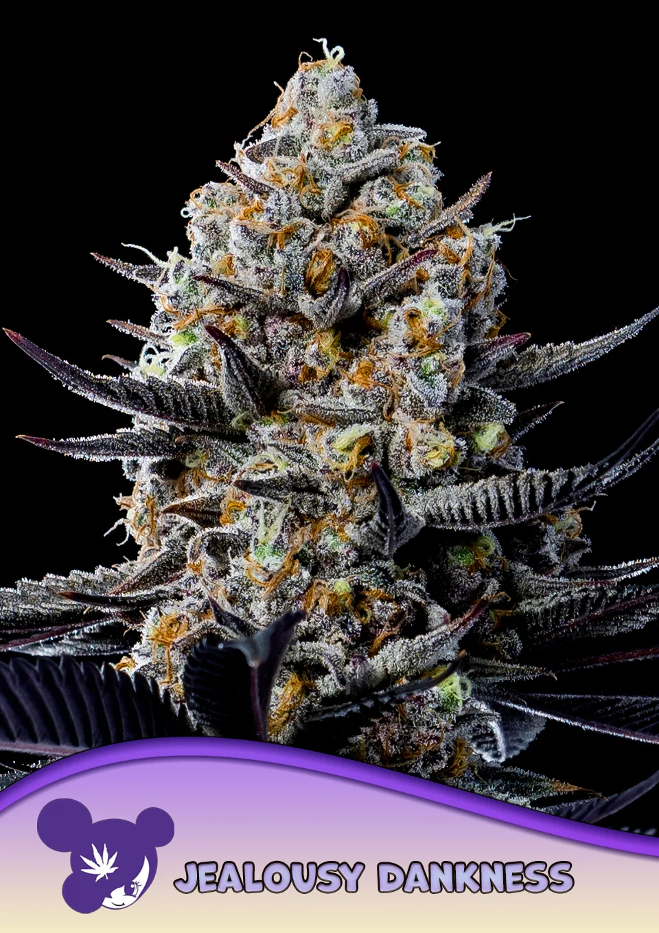 Jealousy Dankness – Anesia Seeds – feminized
