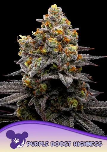Purple Boost Highness – Anesia Seeds – feminized