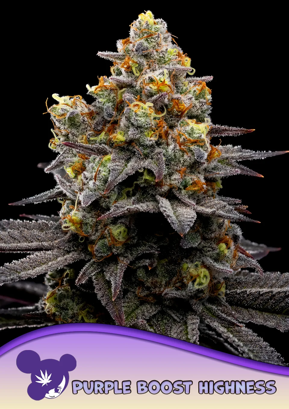 Purple Boost Highness – Anesia Seeds – feminized
