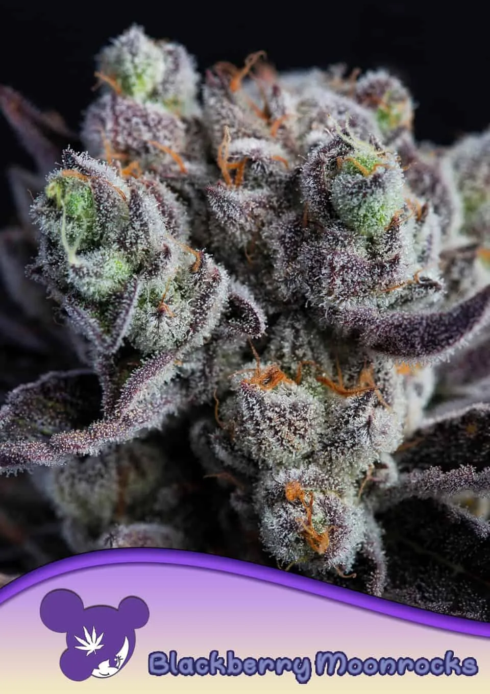 Blackberry Moonrocks® – Anesia Seeds – feminized